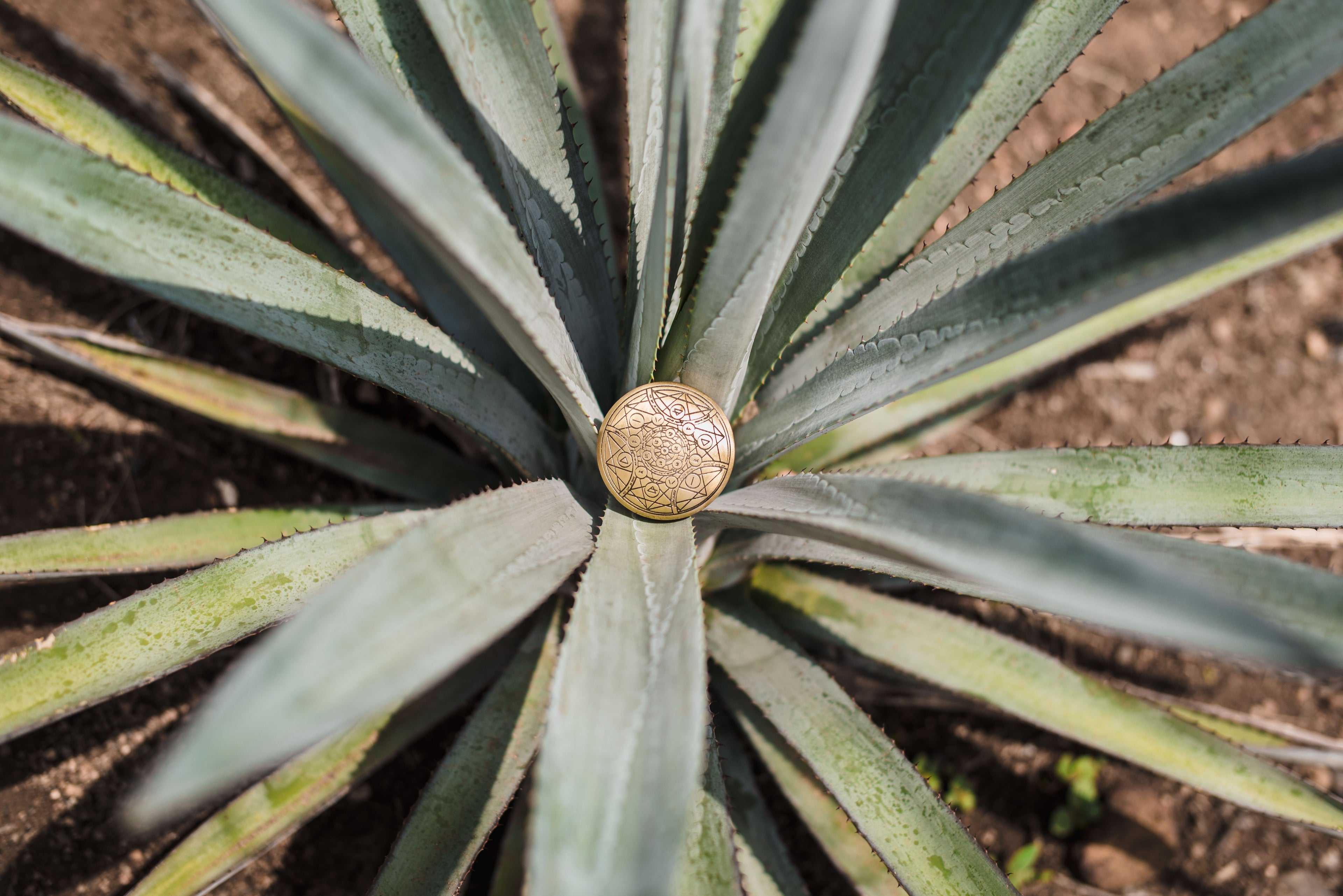 From Agave to Bottle